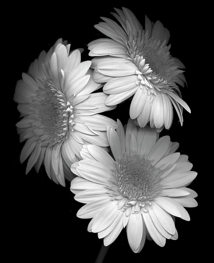 Gerbera Daisy B-w Photograph by Susan S. Barmon - Fine Art America