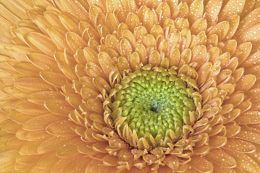 Gerbera Daisy Closeup Photograph by Susan Candelario