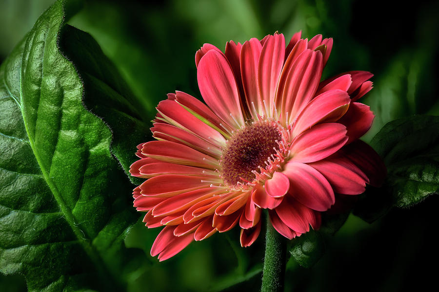 Gerbera Daisy Photograph by Fred J Lord