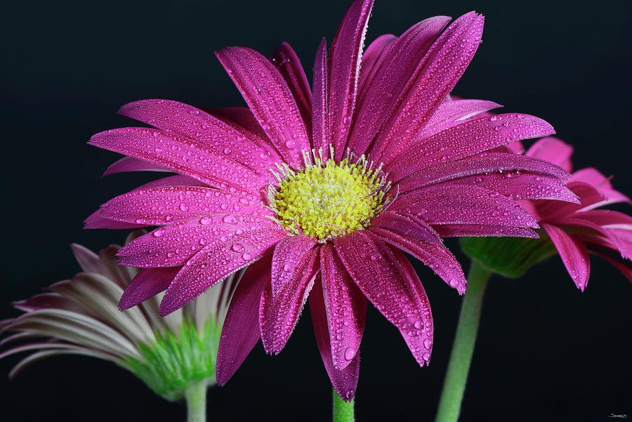 Flower Photograph - Gerbera Daisy by Gordon Semmens
