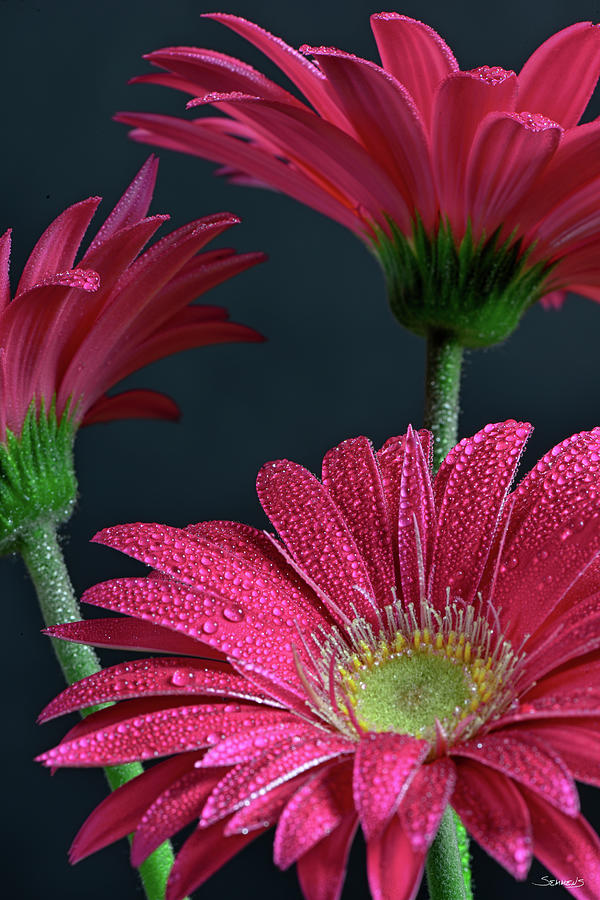 Flower Photograph - Gerbera Daisy Hdr-3 by Gordon Semmens
