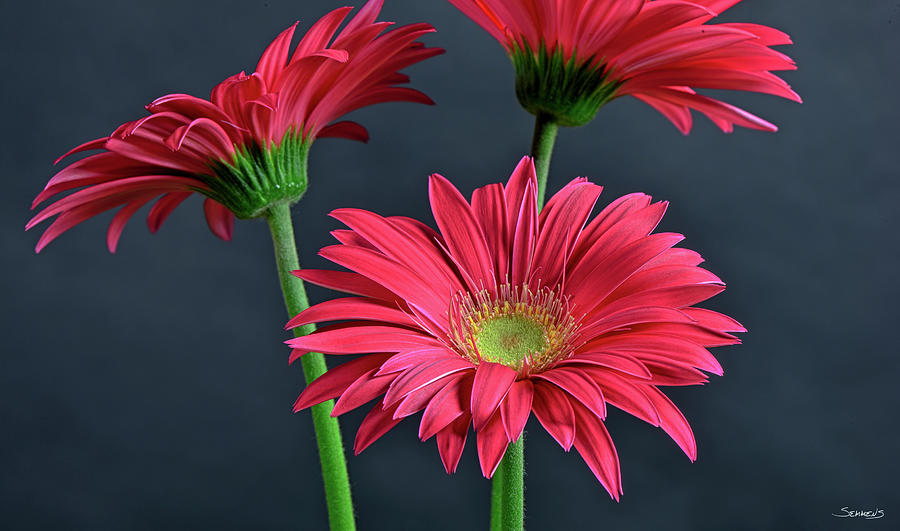Flower Photograph - Gerbera Daisy Hdr by Gordon Semmens