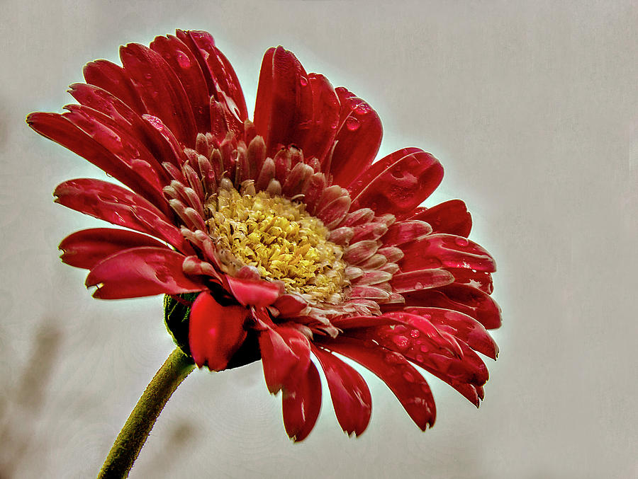 Gerbera Daisy in the rain by Stephen Riella Gerbera Daisy in the rain by Stephen Riella