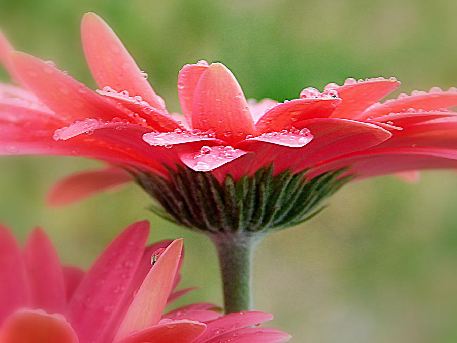 Flower Photograph - Gerbera Daisy Joy by Arlane Crump