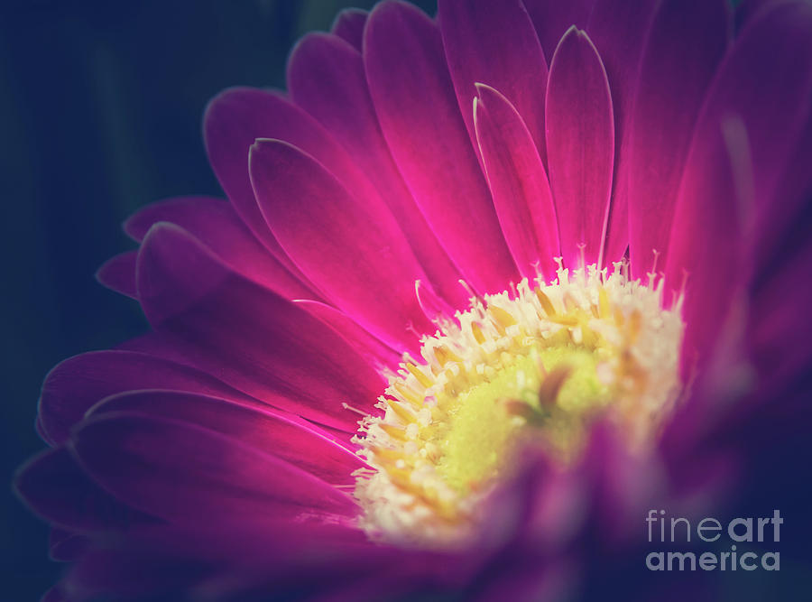 Gerbera Dark Light Photograph By Flo Photography