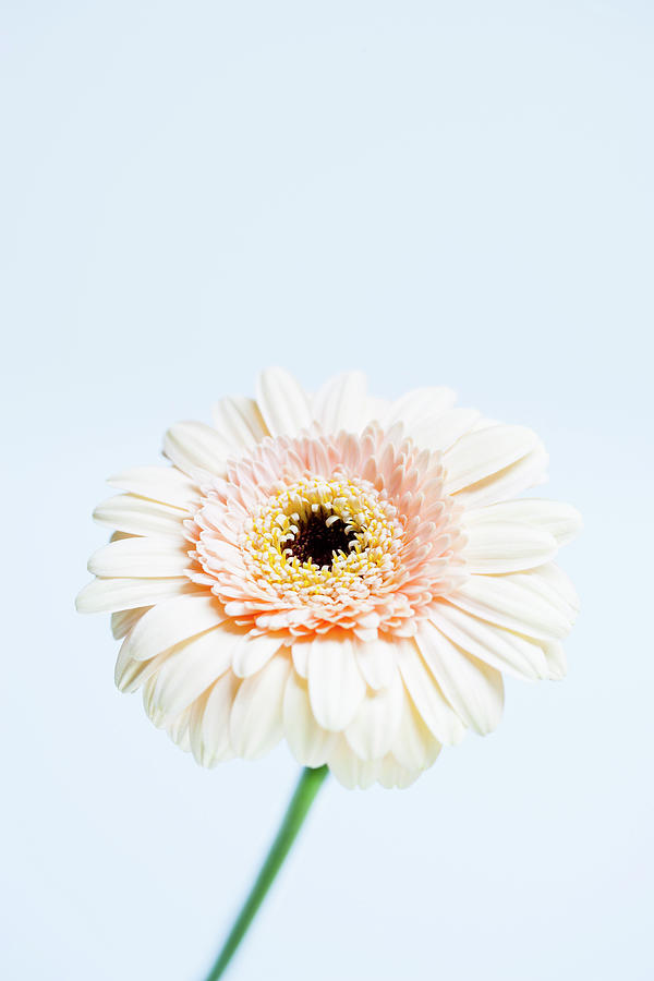Gerbera Flower Photograph by Nicholas Rigg