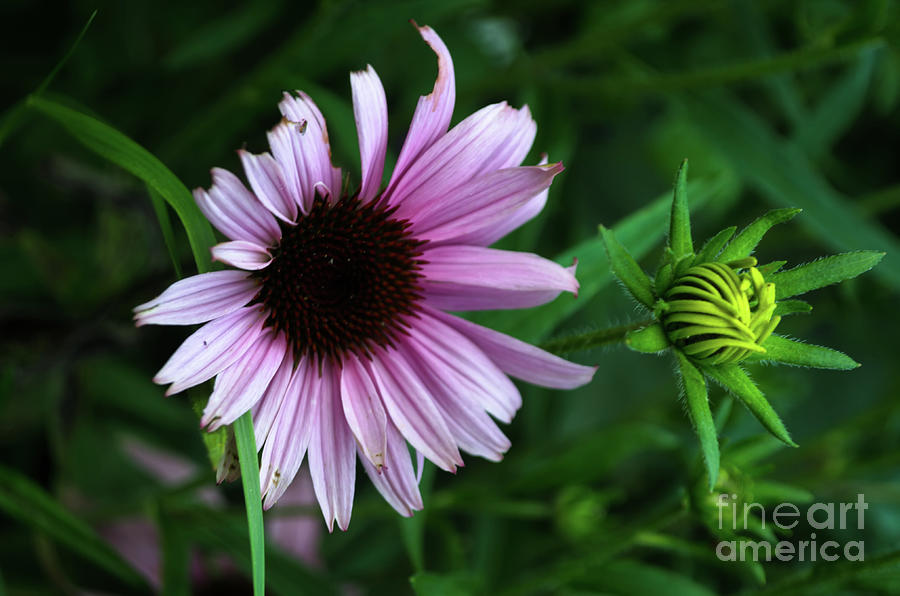 Gerbera Flowers Photograph by Michelle Meenawong