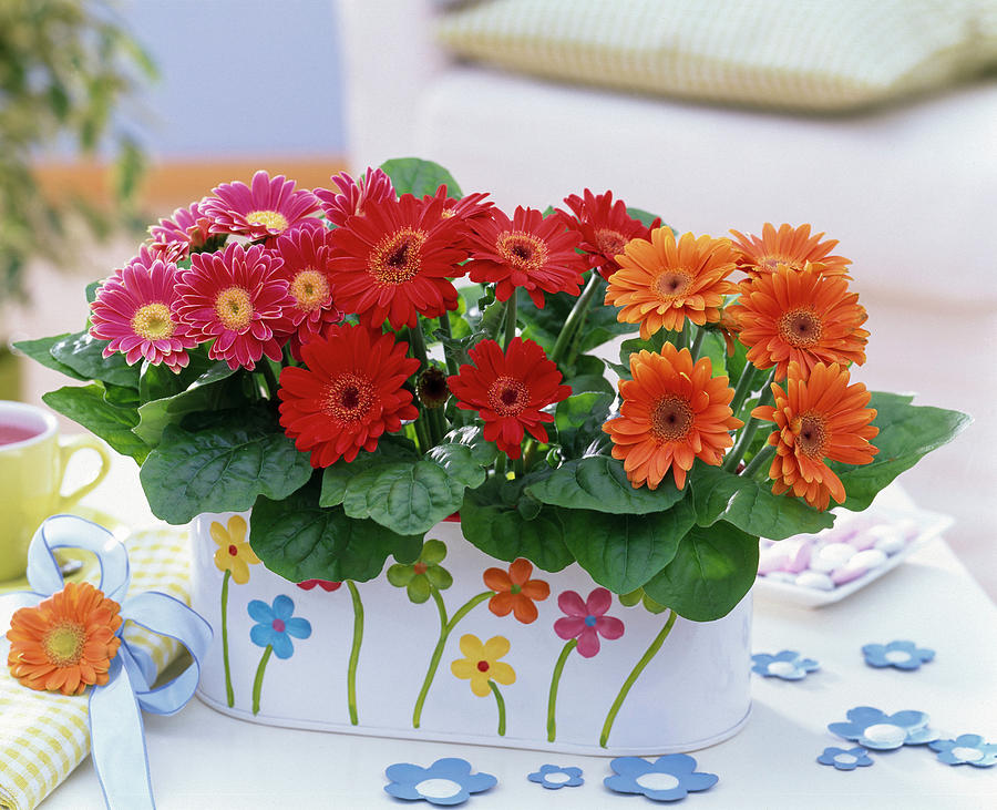 Gerbera In Jardiniere With Floral Motifs On The Table, Decorative Flowers Photograph by Friedrich Strauss