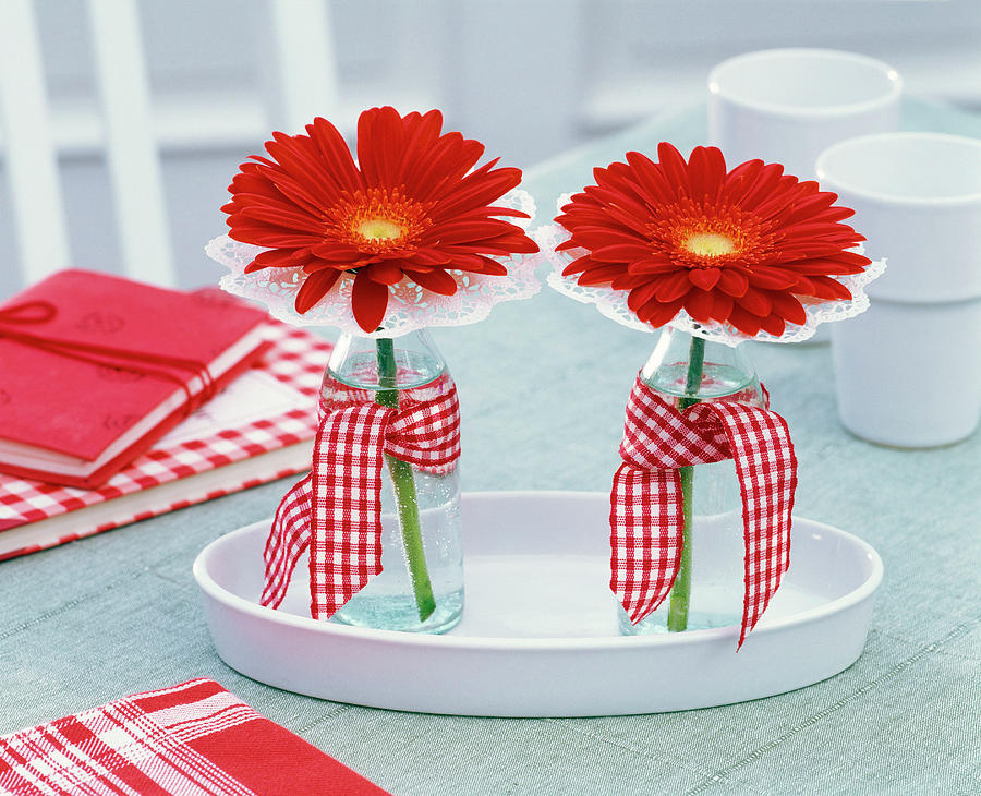 Gerbera With Corkscrew Cuffs In Small Bottles With Checkered Bow Photograph by Friedrich Strauss