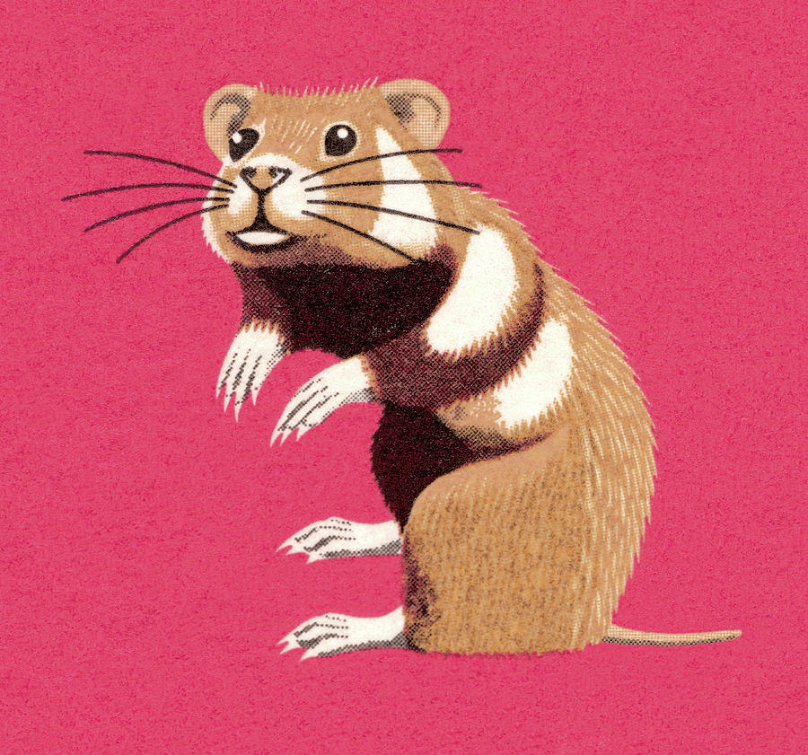 Mouse Drawing - Gerbil by CSA Images