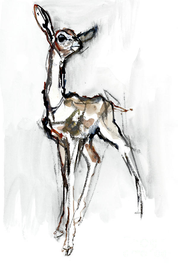 Gerenuk fawn, Sarara Mixed Media by Mark Adlington