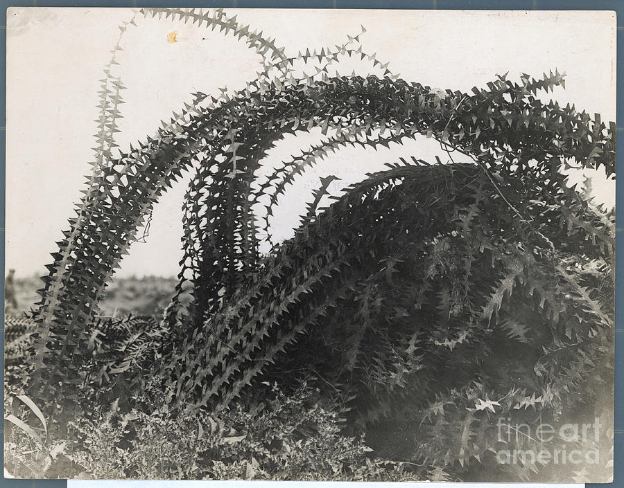 German Barbed Wire Photograph by Bettmann