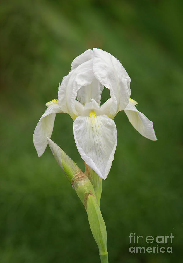 German Iris,iris Germanica,beard Iris,bearded Iris Photograph by Perry ...