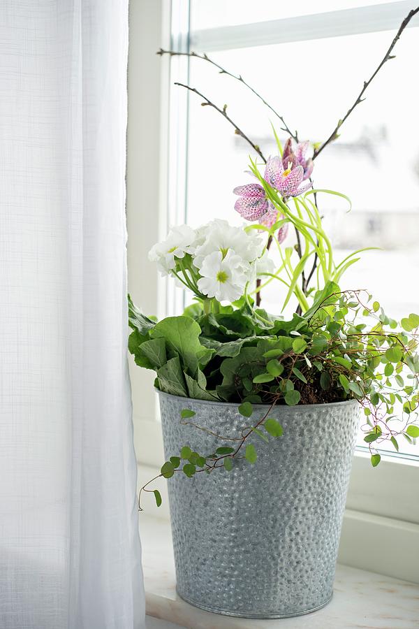 German Primrose And Snakes Head Fritillary On Windowsill Photograph by Cecilia Mller