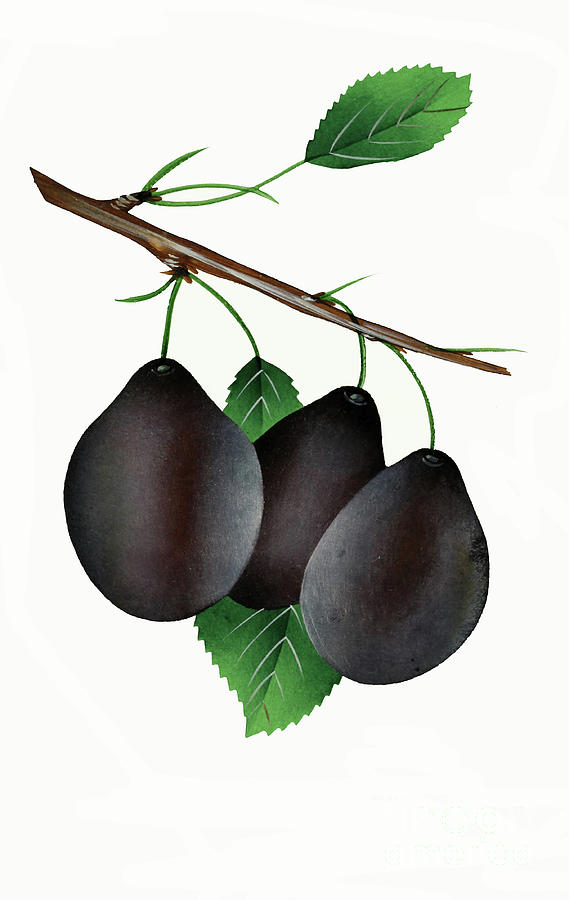 German Prunes Fruit Vintage Art by Nikki Vig German Prunes Fruit Vintage Art by Nikki Vig