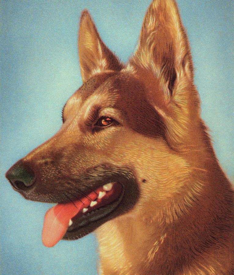 Vintage Drawing - German Shepard Dog by CSA Images