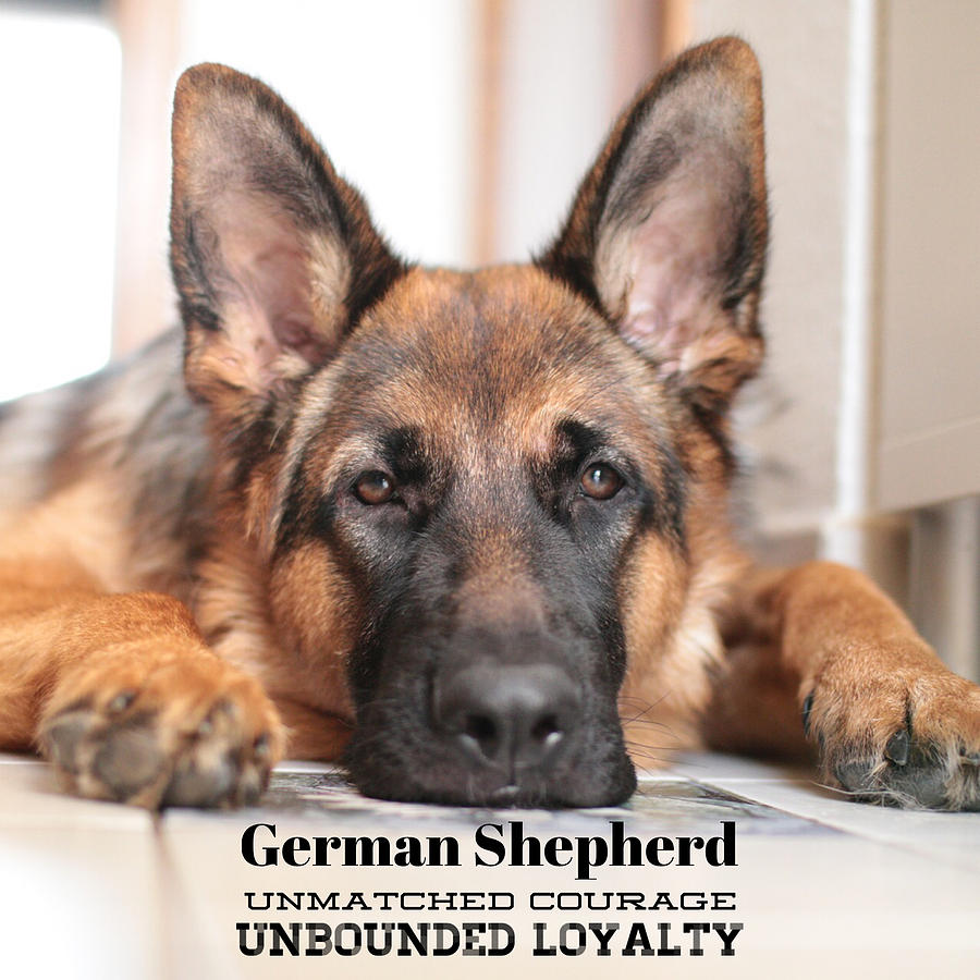 German Shepherd blk/tan unmatched courage Photograph by Gina Fletcher ...