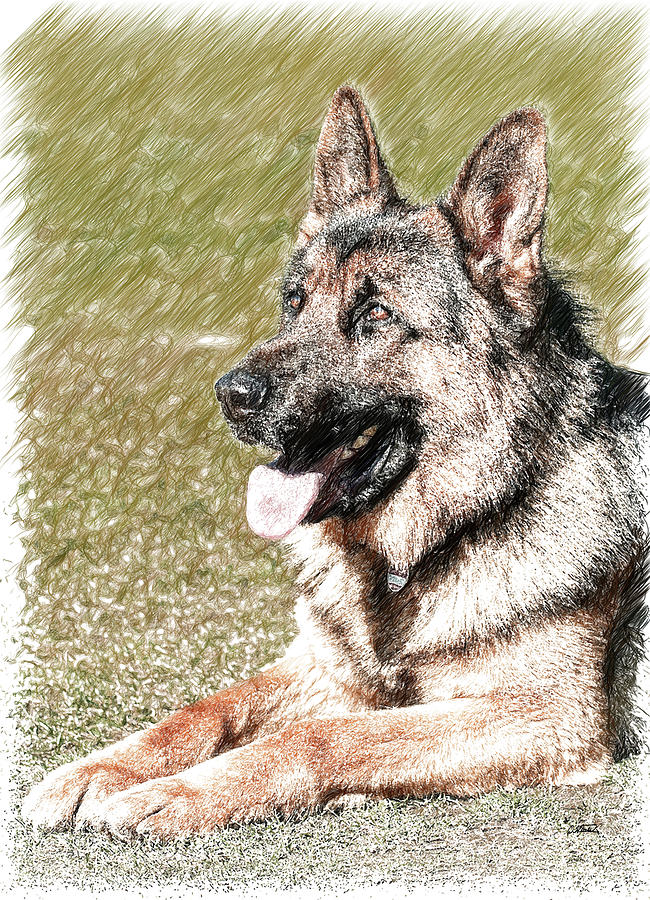 German Shepherd Dog - DWP1350428 Drawing by Dean Wittle