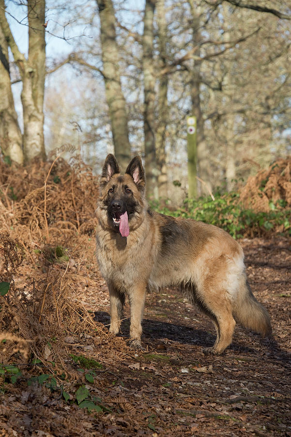 German Shepherd Dog Photograph by Nigel Cattlin