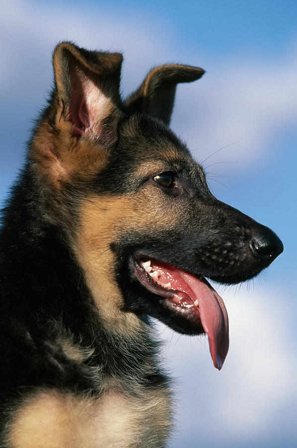 German Shepherd Dog Or Alsatian Puppy Photograph by Nhpa