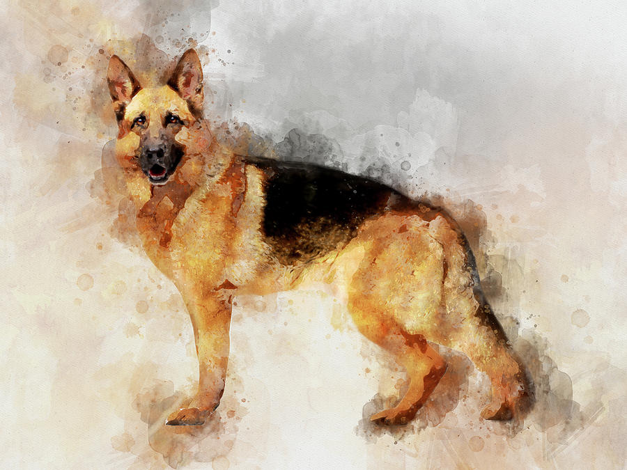 German Shepherd Dog Watercolor Portrait 