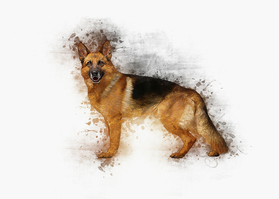 Dog Digital Art - German Shepherd by Ian Mitchell
