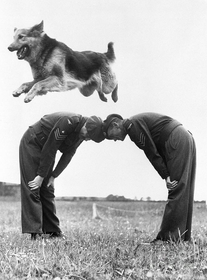 German Shepherd Jumping During Military Photograph by Bettmann