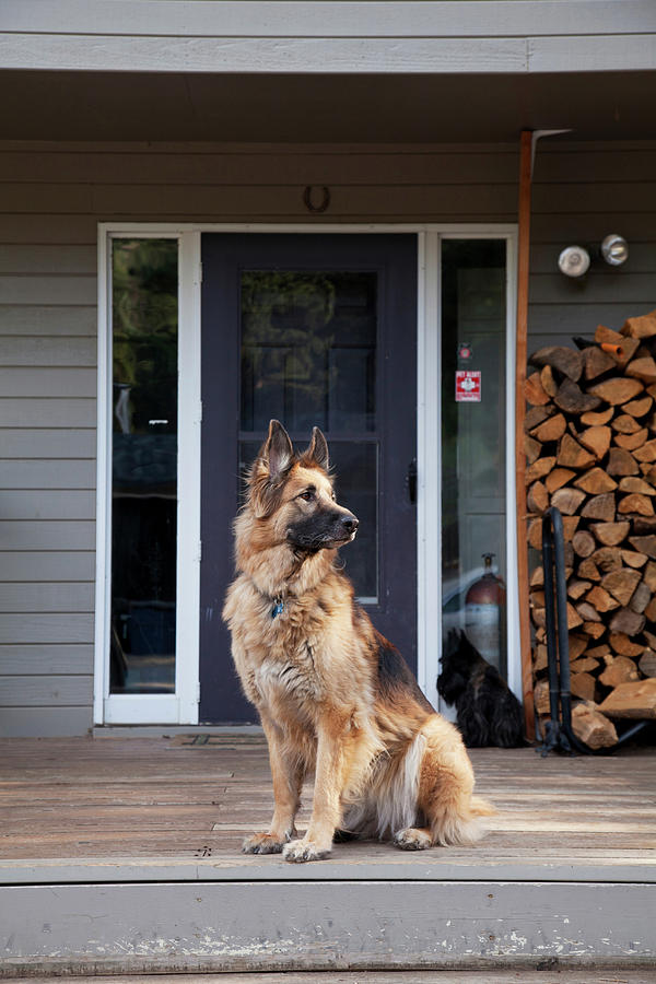 German Shepherd On House Porch Digital Art by C. Camarena - Fine Art ...