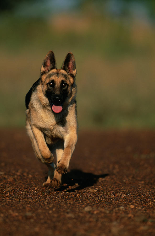 German Shepherd Or Alsatian Dog  Running Photograph by Nhpa