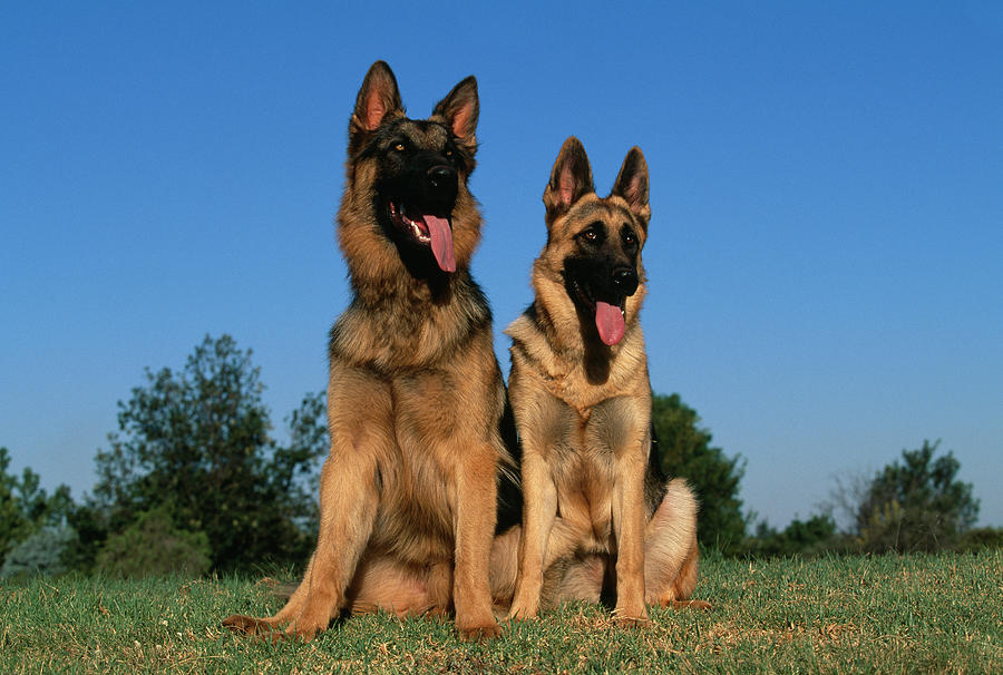 German Shepherd Or Alsatian Dog  Two Photograph by Nhpa