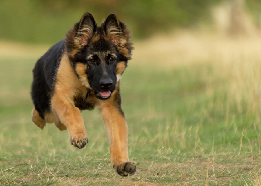 german shepherd puppy running