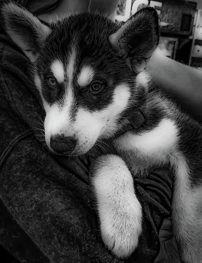 White Black German Shepherd Puppies Wholesale Www pinnaxis