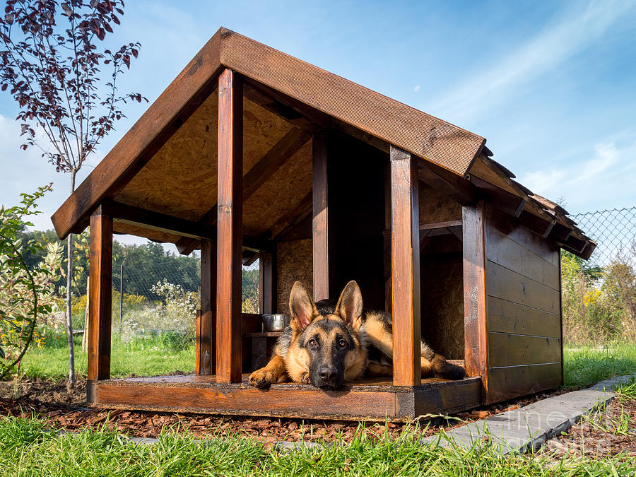 Yard Photograph - German Shepherd Resting In Its Wooden by Pryzmat Yard Photograph - German Shepherd Resting In Its Wooden by Pryzmat