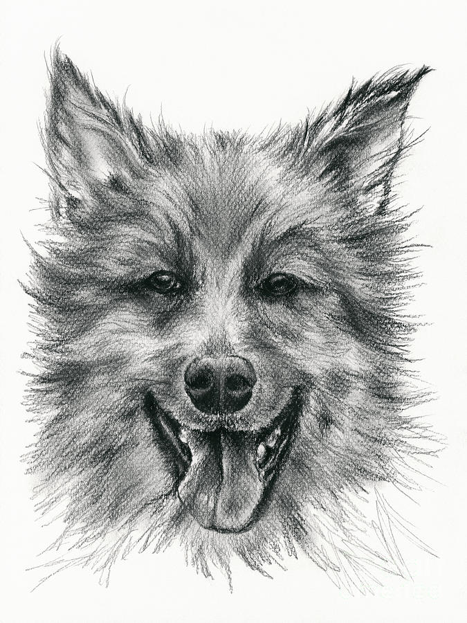 German Shepherd Smile Drawing by MM Anderson