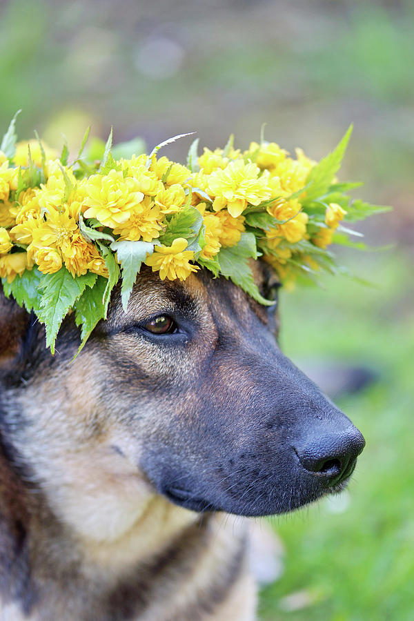 German Shepherd Wearing Wreath Of Double Japanese Marigold Bush Flowers On Head Photograph by Angelica Linnhoff