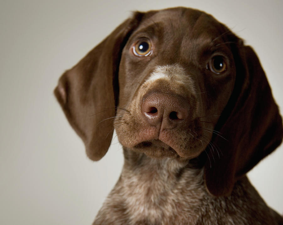 German Short-haired Pointer Puppy by Frank Gaglione