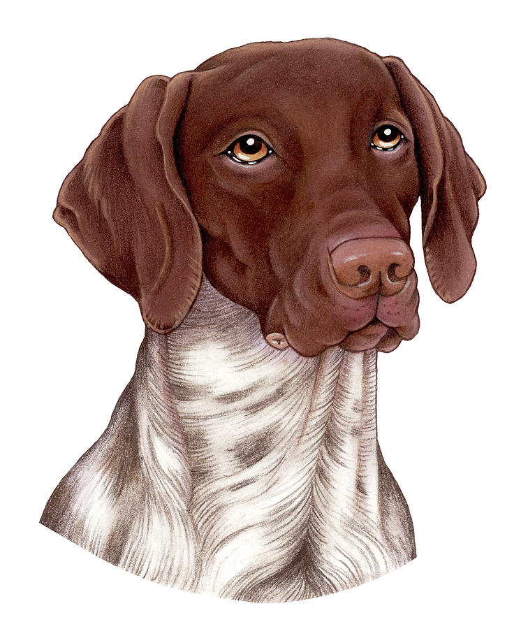 Animal Mixed Media - German Shorthair by Tomoyo Pitcher