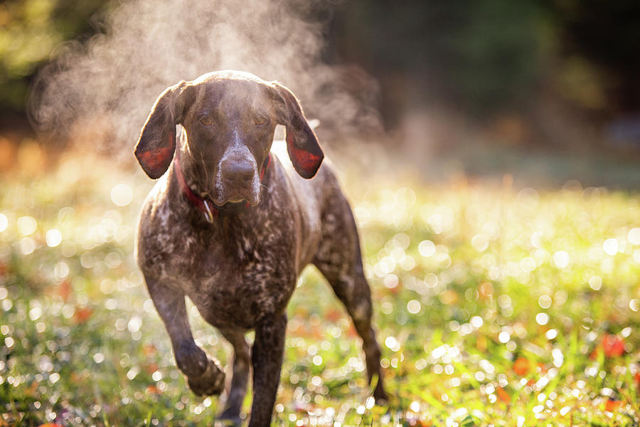 Mountain Photograph - German Shorthaired Pointer Hunting With Steam Rising On Cold Morning by Cavan Images