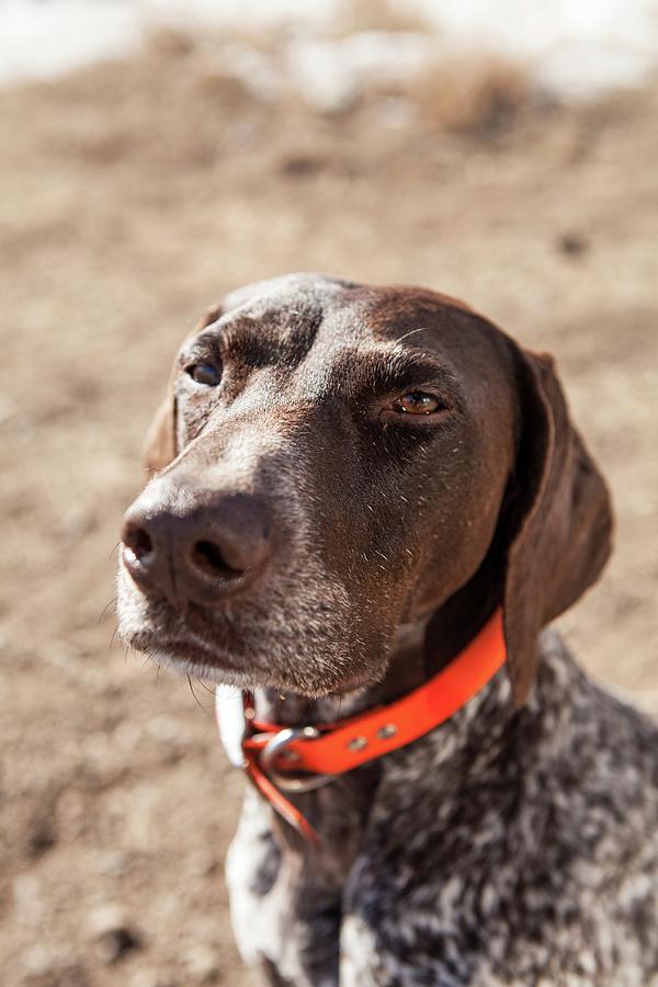 German Shorthaired Pointer Sitting Photograph by Shannon Faulk - Fine ...