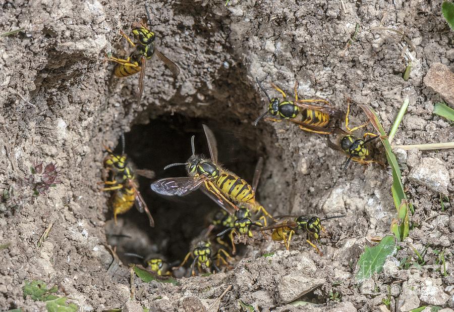 German Wasps Photograph by Bob Gibbons/science Photo Library | Pixels