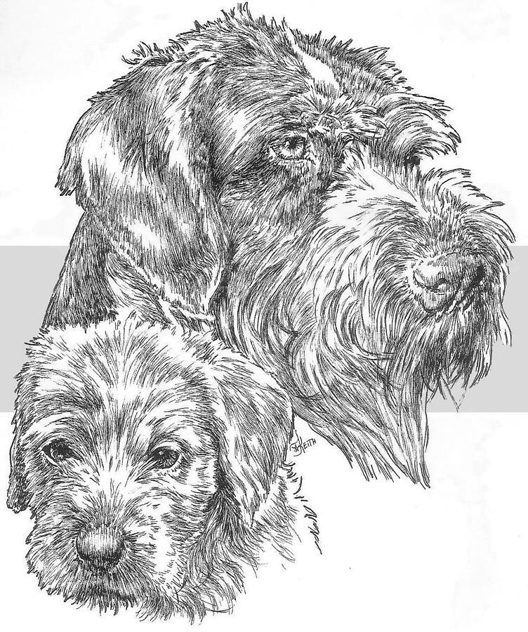 German Wirehaired Pointer and Pup Drawing by Barbara Keith