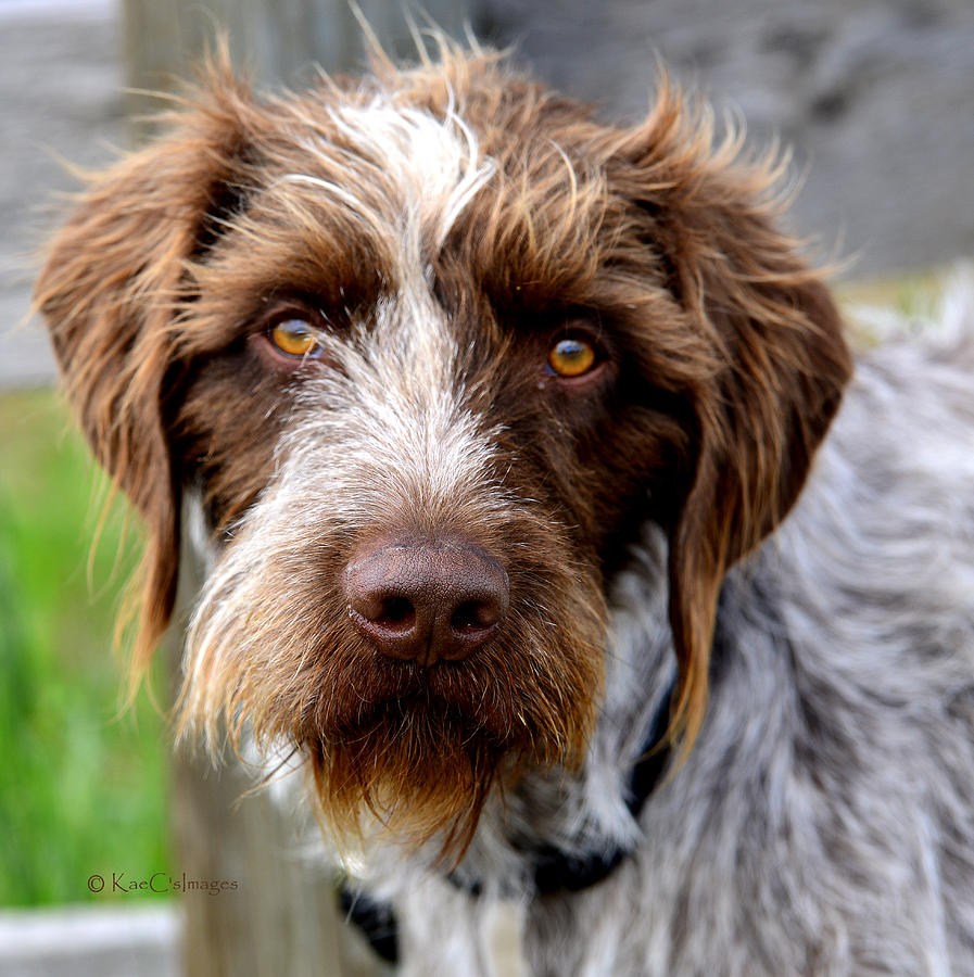 German Wirehaired Pointer  Photograph by Kae Cheatham