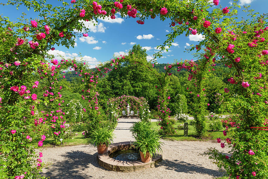 Germany, Baden-wurttemberg, Baden-baden, Rose Novelty Garden On The Bevoll Digital Art by Markus Lange