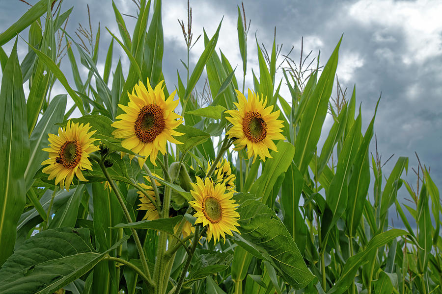 Germany, Baden-wurttemberg, Black Forest, Sunflowers In Front Of A Corn Field Near Zavelstein Digital Art by Gunter Hartmann
