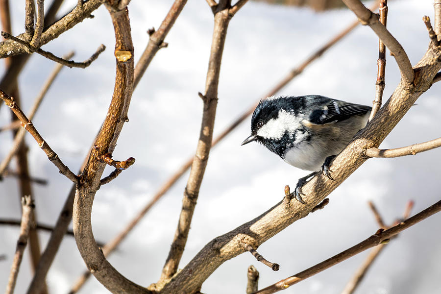 Germany, Bavaria, Alps, Oberallgu, Oberstdorf, Songbirds, Great Tit Searching For Food, Birdseed, Feeding Birds, Winter Feeding Photograph by Martin Siering Photography