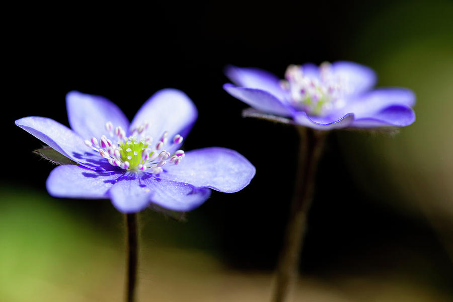 Germany, Bavaria, Anemone Hepatica Photograph by Westend61
