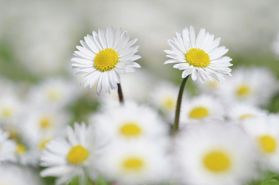 Germany, Bavaria, Daisies Bellis Photograph by Westend61