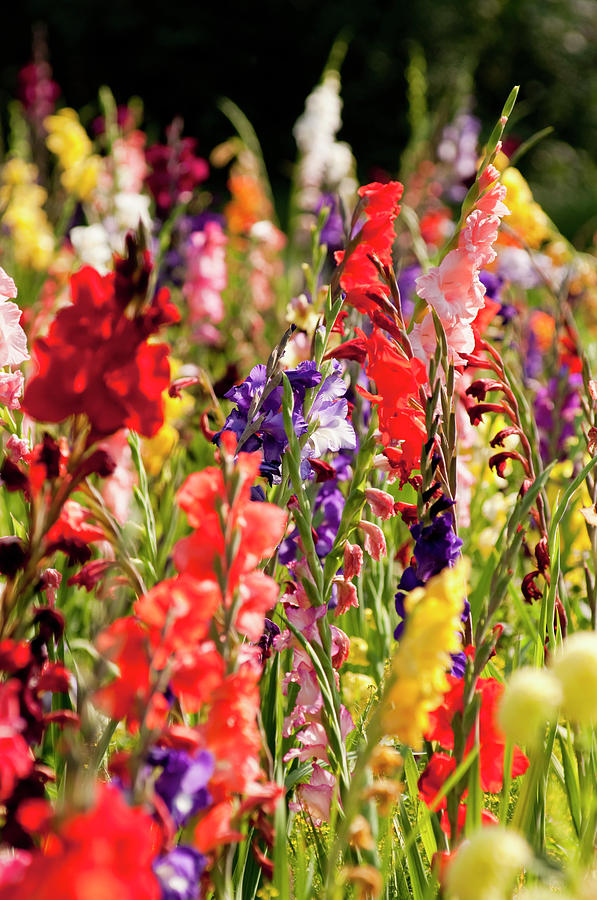 Germany, Bavaria, Field Of Gladiolus Photograph by Westend61