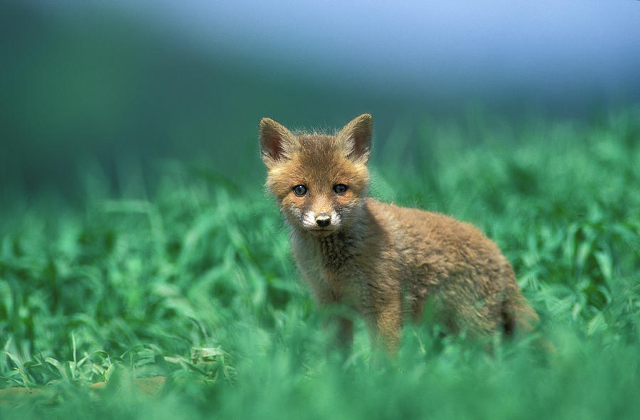 Germany, Bavaria, Red Fox, Close-up Photograph by Erich Kuchling
