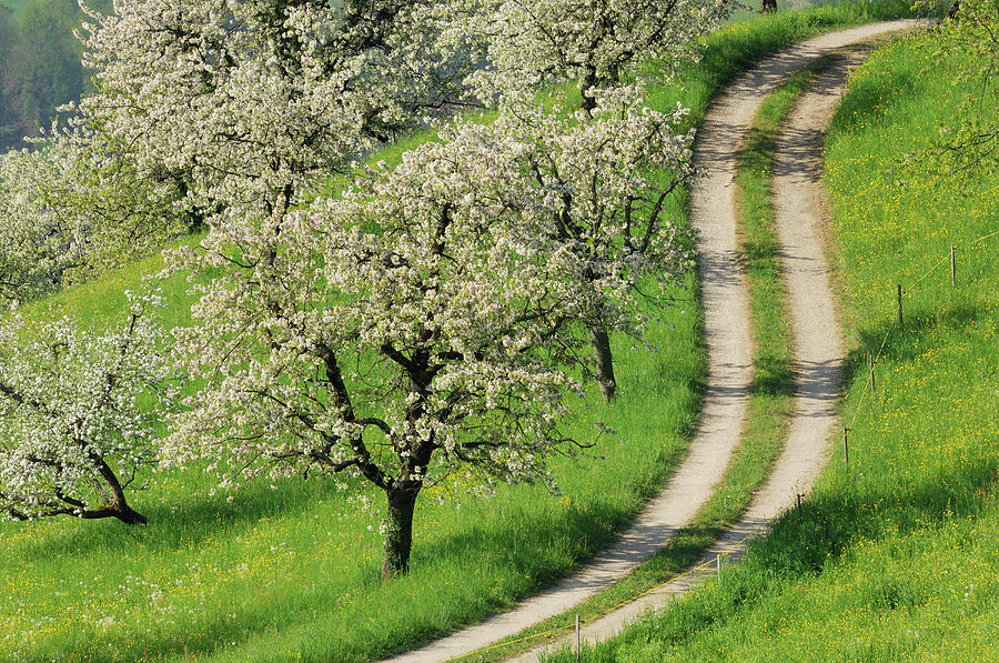 Germany, Bavaria, Track Passing Cherry Photograph by Martin Ruegner